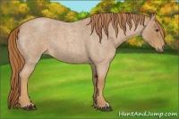 Horse Color:Red Roan