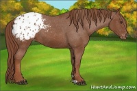 Horse Color:Chestnut Appaloosa 