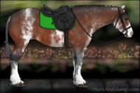 Horse Color:White Spotted Bay 