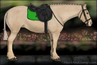 Horse Color:Palomino Appaloosa