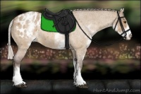 Horse Color:White Spotted Silver Bay Roan Dun Varnish 