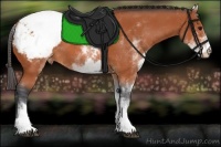 Horse Color:White Spotted Bay Snowcap 