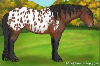 Horse Color:Bay Appaloosa