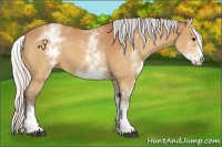 Horse Color:White Spotted Silver Bay 