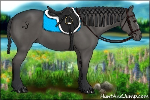 Horse Color:Black 
