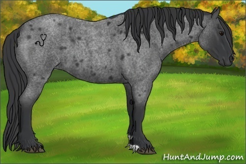 Horse Color:Blue Roan 