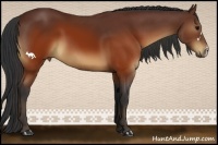 Horse Color:Brown 