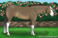Horse Color:Buckskin Roan Splash
