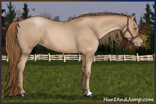 Horse Color:Liver Chestnut Pearl 