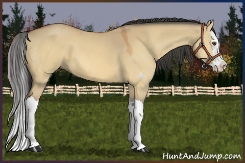 Horse Color:Buckskin Dun Splash 