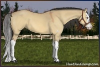 Horse Color:Buckskin Dun Splash 