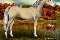 Horse Color:Palomino Dun Splash