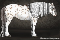 Horse Color:Bay Leopard 