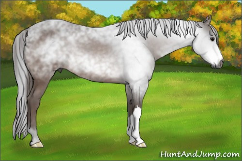 Horse Color:Gray Brown
