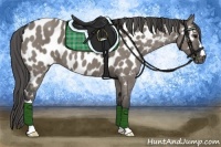 Horse Color:Grullo Near Leopard 