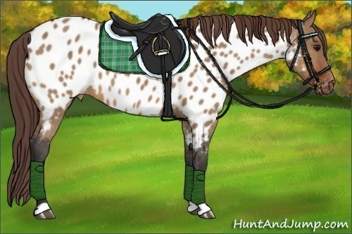 Horse Color:Bay Dun Appaloosa 