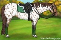 Horse Color:Bay Dun Appaloosa