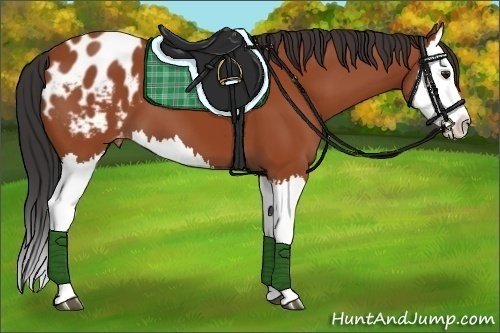 Horse Color:Bay Splash Appaloosa 