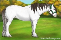 Horse Color:White Spotted Bay Splash Appaloosa 