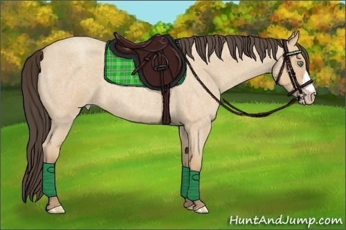 Horse Color:Amber Cream Champagne Roan