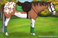 Horse Color:Bay Splash Appaloosa 