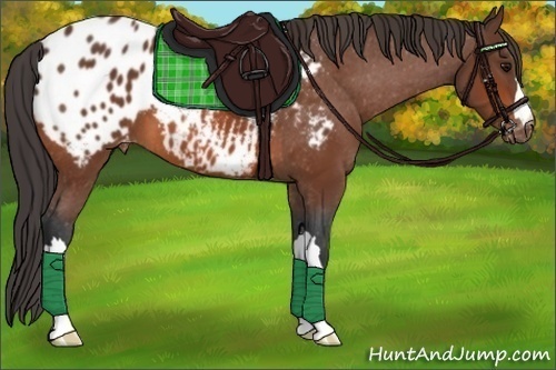 Horse Color:Bay Appaloosa 