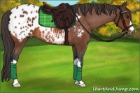 Horse Color:Bay Appaloosa 