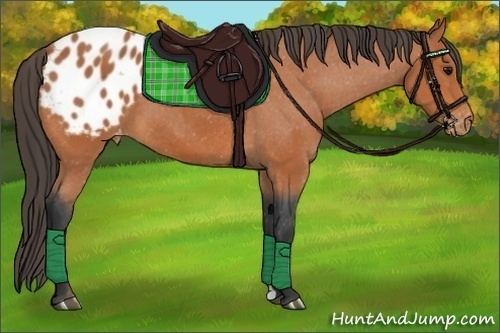 Horse Color:Bay Appaloosa 
