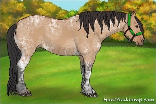 Horse Color:Bay Ice Dun 