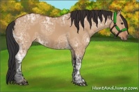 Horse Color:Bay Ice Dun 
