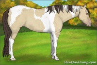 Horse Color:Classic Champagne Dun Tobiano 