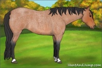 Horse Color:Bay Roan 