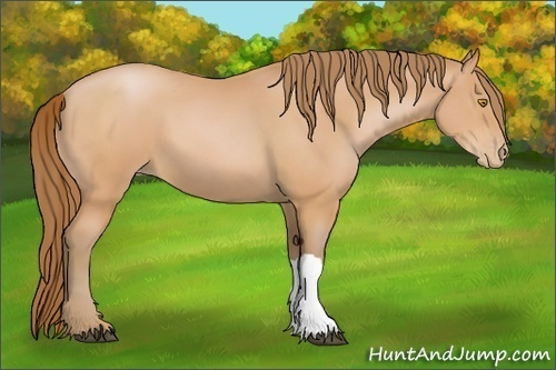 Horse Color:Bay Pearl 