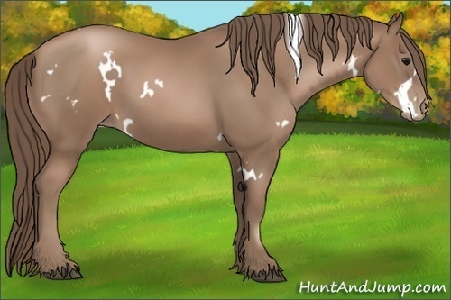 Horse Color:White Spotted Black Pearl 