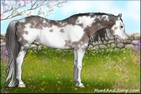 Horse Color:White Spotted Liver Chestnut Splash Frame Rabicano