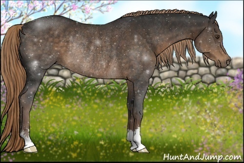 Horse Color:Liver Chestnut Rabicano 