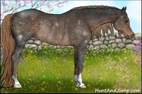 Horse Color:Liver Chestnut Rabicano 