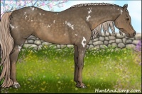 Horse Color:White Spotted Chocolate Palomino