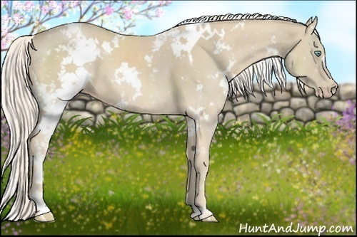 Horse Color:White Spotted Cremello