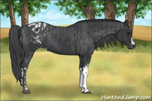 Horse Color:Black and Black Appaloosa