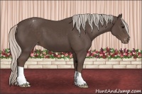 Horse Color:Silver Black Appaloosa 