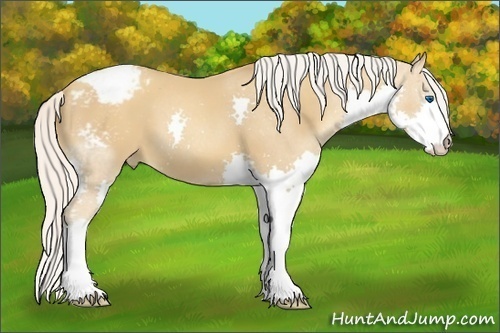 Horse Color:Silver Classic Champagne Splash Appaloosa 