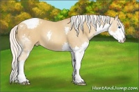 Horse Color:Silver Classic Champagne Splash Appaloosa 