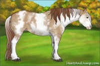 Horse Color:White Spotted Red Dun Blanket Rabicano 