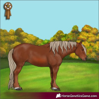 Horse Color:Chestnut 