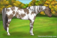 Horse Color:White Spotted Liver Red Dun 