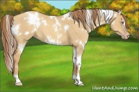 Horse Color:White Spotted Gold Champagne Dun 