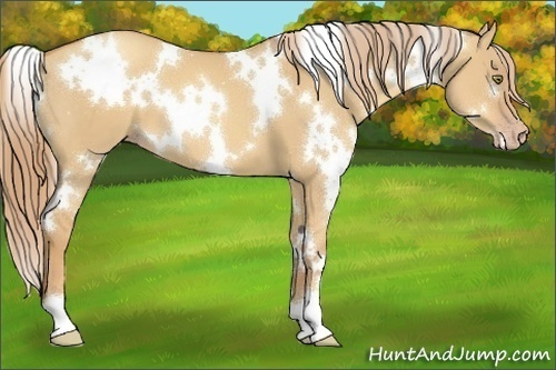 Horse Color:White Spotted Gold Champagne Dun