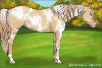 Horse Color:White Spotted Gold Champagne Dun