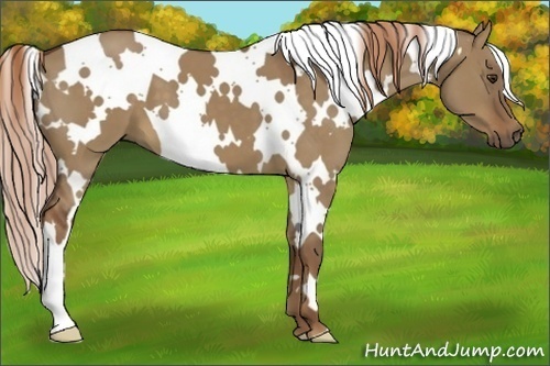 Horse Color:White Spotted Liver Red Dun 
